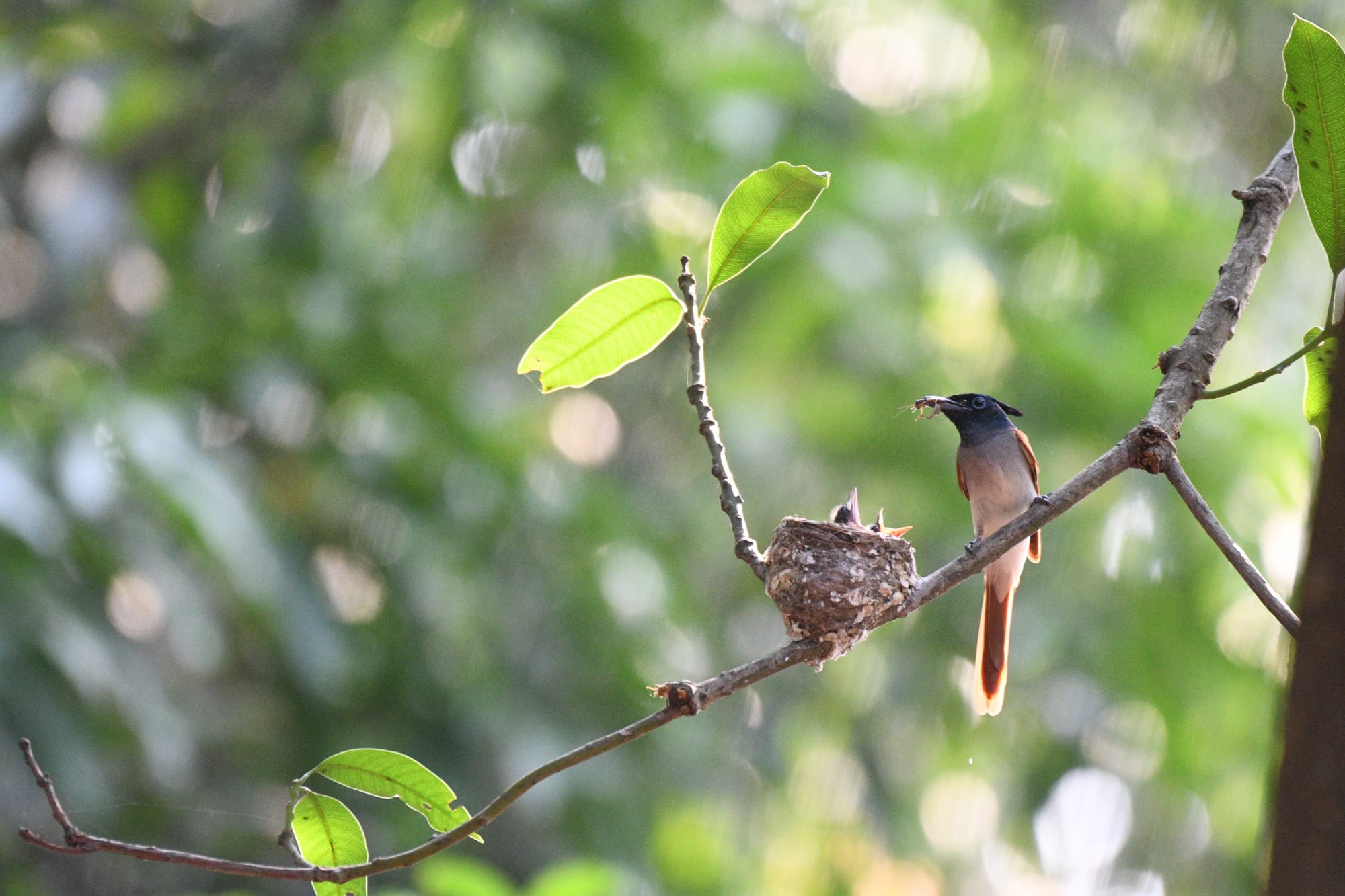 Wildlife Storytelling Through the Lens: An Interview with Ankit Mitra